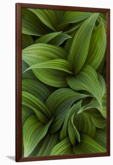 Canada, Quebec, Yamaska National Park. Green False Hellebore Plant-Jaynes Gallery-Framed Photographic Print