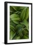 Canada, Quebec, Yamaska National Park. Green False Hellebore Plant-Jaynes Gallery-Framed Photographic Print