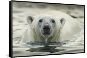 Canada, Repulse Bay, Polar Bear Along Shoreline of Harbour Islands-Paul Souders-Framed Stretched Canvas