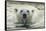 Canada, Repulse Bay, Polar Bear Along Shoreline of Harbour Islands-Paul Souders-Framed Stretched Canvas