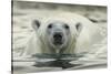 Canada, Repulse Bay, Polar Bear Along Shoreline of Harbour Islands-Paul Souders-Stretched Canvas