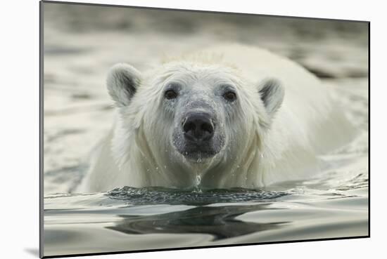 Canada, Repulse Bay, Polar Bear Along Shoreline of Harbour Islands-Paul Souders-Mounted Photographic Print