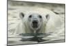 Canada, Repulse Bay, Polar Bear Along Shoreline of Harbour Islands-Paul Souders-Mounted Photographic Print