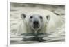 Canada, Repulse Bay, Polar Bear Along Shoreline of Harbour Islands-Paul Souders-Framed Photographic Print