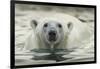 Canada, Repulse Bay, Polar Bear Along Shoreline of Harbour Islands-Paul Souders-Framed Photographic Print