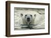 Canada, Repulse Bay, Polar Bear Along Shoreline of Harbour Islands-Paul Souders-Framed Photographic Print