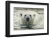 Canada, Repulse Bay, Polar Bear Along Shoreline of Harbour Islands-Paul Souders-Framed Photographic Print