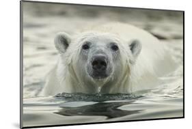 Canada, Repulse Bay, Polar Bear Along Shoreline of Harbour Islands-Paul Souders-Mounted Photographic Print