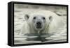 Canada, Repulse Bay, Polar Bear Along Shoreline of Harbour Islands-Paul Souders-Framed Stretched Canvas