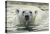 Canada, Repulse Bay, Polar Bear Along Shoreline of Harbour Islands-Paul Souders-Stretched Canvas