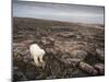 Canada, Repulse Bay-Paul Souders-Mounted Photographic Print