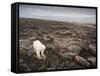 Canada, Repulse Bay-Paul Souders-Framed Stretched Canvas