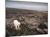 Canada, Repulse Bay-Paul Souders-Mounted Photographic Print