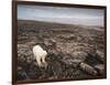 Canada, Repulse Bay-Paul Souders-Framed Photographic Print