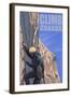 Canada, Rock Climber-Lantern Press-Framed Art Print