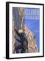 Canada, Rock Climber-Lantern Press-Framed Art Print