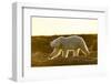 Canada, Setting Midnight Sun Lights Polar Bear Walking Along Rocky Shoreline by Hudson Bay-Paul Souders-Framed Photographic Print