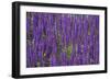 Canada, St. Andrews by the Sea. Kingsbrae Garden, Flower Detail-Cindy Miller Hopkins-Framed Photographic Print