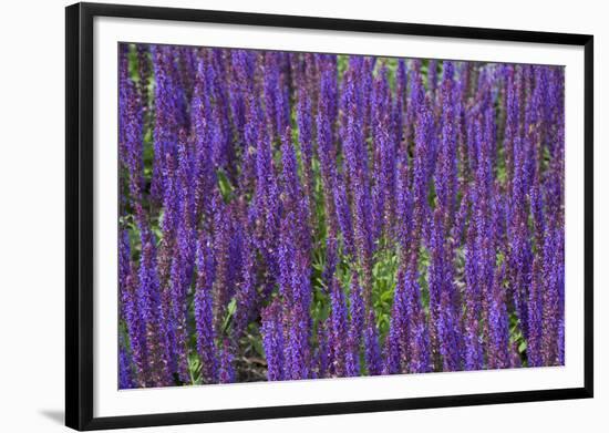 Canada, St. Andrews by the Sea. Kingsbrae Garden, Flower Detail-Cindy Miller Hopkins-Framed Photographic Print