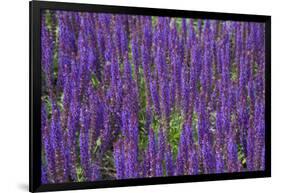 Canada, St. Andrews by the Sea. Kingsbrae Garden, Flower Detail-Cindy Miller Hopkins-Framed Photographic Print