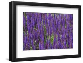 Canada, St. Andrews by the Sea. Kingsbrae Garden, Flower Detail-Cindy Miller Hopkins-Framed Premium Photographic Print