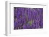 Canada, St. Andrews by the Sea. Kingsbrae Garden, Flower Detail-Cindy Miller Hopkins-Framed Premium Photographic Print