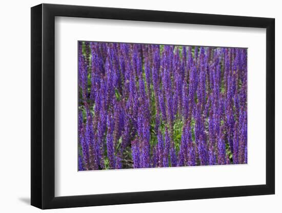 Canada, St. Andrews by the Sea. Kingsbrae Garden, Flower Detail-Cindy Miller Hopkins-Framed Photographic Print