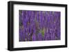 Canada, St. Andrews by the Sea. Kingsbrae Garden, Flower Detail-Cindy Miller Hopkins-Framed Photographic Print