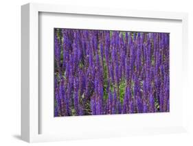 Canada, St. Andrews by the Sea. Kingsbrae Garden, Flower Detail-Cindy Miller Hopkins-Framed Photographic Print