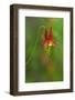 Canada, Thousand Islands National Park. Close-Up of Columbine Flower-Jaynes Gallery-Framed Photographic Print