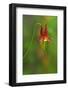 Canada, Thousand Islands National Park. Close-Up of Columbine Flower-Jaynes Gallery-Framed Photographic Print