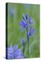 Canada, Vancouver Island. Common Camas in Cowichan Garry Oak Preserve-Kevin Oke-Stretched Canvas