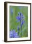 Canada, Vancouver Island. Common Camas in Cowichan Garry Oak Preserve-Kevin Oke-Framed Photographic Print