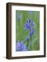 Canada, Vancouver Island. Common Camas in Cowichan Garry Oak Preserve-Kevin Oke-Framed Photographic Print