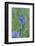 Canada, Vancouver Island. Common Camas in Cowichan Garry Oak Preserve-Kevin Oke-Framed Photographic Print