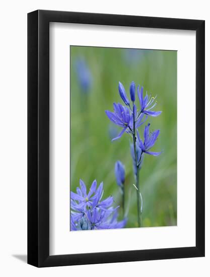 Canada, Vancouver Island. Common Camas in Cowichan Garry Oak Preserve-Kevin Oke-Framed Photographic Print