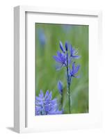 Canada, Vancouver Island. Common Camas in Cowichan Garry Oak Preserve-Kevin Oke-Framed Photographic Print