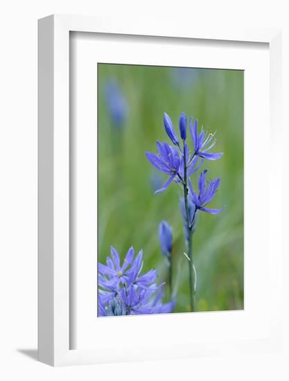 Canada, Vancouver Island. Common Camas in Cowichan Garry Oak Preserve-Kevin Oke-Framed Photographic Print