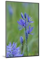 Canada, Vancouver Island. Common Camas in Cowichan Garry Oak Preserve-Kevin Oke-Mounted Photographic Print