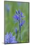Canada, Vancouver Island. Common Camas in Cowichan Garry Oak Preserve-Kevin Oke-Mounted Photographic Print