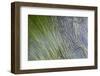 Canada, Vancouver Island. Eel Grass in a Tide Pool, Tonquin Beach-Kevin Oke-Framed Photographic Print