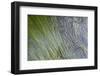 Canada, Vancouver Island. Eel Grass in a Tide Pool, Tonquin Beach-Kevin Oke-Framed Photographic Print