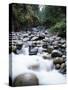 Canada, Vancouver Island, Englishman River Though Forest-Christopher Talbot Frank-Stretched Canvas