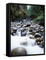 Canada, Vancouver Island, Englishman River Though Forest-Christopher Talbot Frank-Framed Stretched Canvas