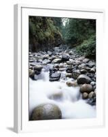 Canada, Vancouver Island, Englishman River Though Forest-Christopher Talbot Frank-Framed Premium Photographic Print