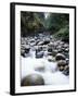 Canada, Vancouver Island, Englishman River Though Forest-Christopher Talbot Frank-Framed Premium Photographic Print