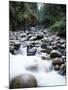 Canada, Vancouver Island, Englishman River Though Forest-Christopher Talbot Frank-Mounted Premium Photographic Print