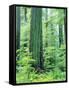 Canada, Vancouver Island. Old-Growth Douglas Fir Tree-Jaynes Gallery-Framed Stretched Canvas