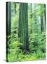 Canada, Vancouver Island. Old-Growth Douglas Fir Tree-Jaynes Gallery-Stretched Canvas