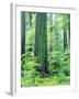 Canada, Vancouver Island. Old-Growth Douglas Fir Tree-Jaynes Gallery-Framed Photographic Print